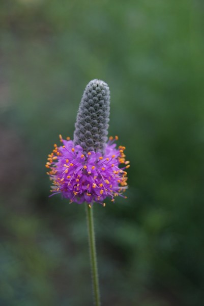 Dalea purpurea 600x9007